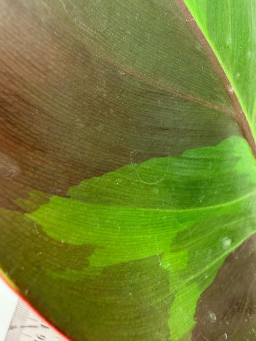 Philodendron Yellow Flame variegata